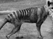 Ученые впервые выделили геном вымершего тасманийского волка