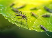 Комарі потурбують вас