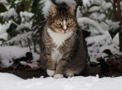 Реакция кота на первый снег
