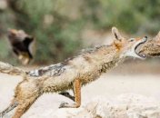 Шакал во время охоты