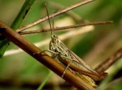 Когда закончится нашествие саранчи