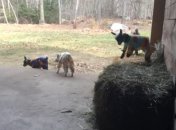 Тренды сети: подборка самых популярных видео