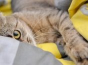 Коронавирус у домашних питомцев: харьковчанам советуют не выпускать домашних котов на улицу