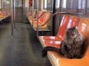 Кличко: Проезд в киевском общественном транспорте дорожать не будет