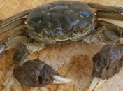 Китайский "мохнатый" краб уже добрался до Одессы