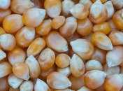 Украина получила из США зараженную кукурузу