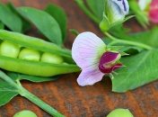 Глафира Горошница: приметы и обряды 9 мая