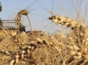 На внешние рынки Украина планирует поставить 29 млн тонн зерна