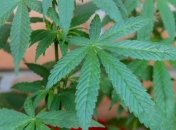 МВД Грузии обещает немедленно пресекать любые попытки потребления марихуаны 