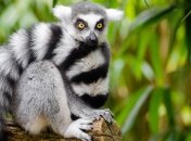 Ученые: Глобальное потепление может привести к вымиранию лемуров