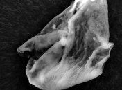 Невероятно: внеземная жизнь существует 