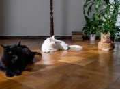 Домашние любимцы иногда доставляют неприятные хлопоты