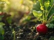 Щоб отримати багатий урожай редиски, важливо знати, коли її сіяти  (зображення створено за допомогою ШІ)