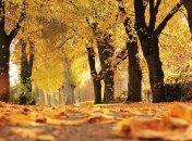 Наступает настоящая золотая осень