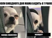 konivjab.net