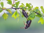 Майские хрущи наносят существенный ущерб растениям