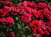 Правильний полив троянд - запорука цвітіння