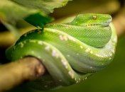 Самые необычные змеи в мире (Фото)