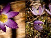 Как из сказки: в Чернобыльской зоне обнаружили очень редкие первоцветы (фото)