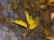 Прогноз погоды на 8 сентября: холоднее всего будет на западе Украины