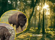 Чем отличается зубр от бизона