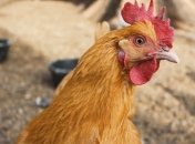 Ирак возобновил закупки курятины из Украины