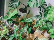 Уход за комнатными цветами зимой - что нужно делать