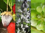 Білий люпин може допомогти у боротьбі із хворобами на ділянці