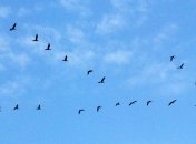 Ученые выяснили, почему птицы никогда не сталкиваются друг с другом