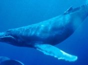 Спасли китенка, который застрял между пристанью и судном