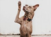 Украинец в соцсетях призывал к жестокому обращению с животными: полиция начала расследование