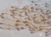 Эксперты обнаружили окаменелость, которая сохранила целую стаю рыбок