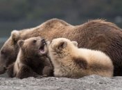 В Калифорнии медведица "выгуляла" на переполненном людьми пляже медвежат (видео)