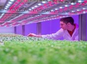 Компания "Philips" разрабатывает проект "световые рецепты"