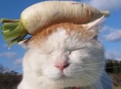 Помер найвідоміший японський кіт Широ