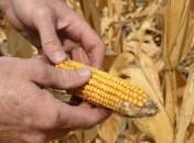 Глава Минагропрода прогнозирует замедление экспорта зерна