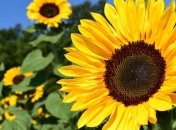 Солнечно, но не везде: каким городам Украины "повезет" с погодой