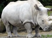 Генетики клонируют последний вид белых носорогов 
