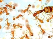 Ученые поведали о пользе муравьев и пауков для человека