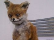 Британке не удалось продать чучело лиса 