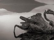 Необычное природное явление озера Натрон