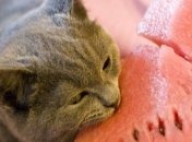 Арбуз снижает уровень холестерина и лишний вес