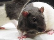 Микроглия изменила поведение самцов крыс в период взросления