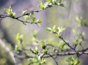 Ученые считают, что весна приходит раньше из-за светового загрязнения 