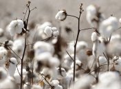 Индия обгонит Китай по производству хлопка