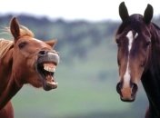 Ученые: Лошади пользуются мимикой