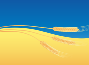 В Польше придумали, как решить проблему с зерном из Украины: подробности