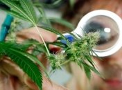 Уникальный сорт будут использовать для военных