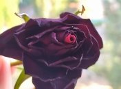 Як врятувати кімнатну рослину, яка постраждала від холоду