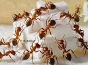 Простые средства от муравьев